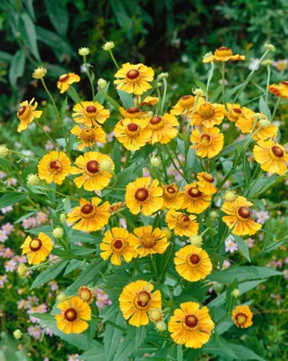 Produktbild von Sonnenbraut Goldrausch, im Topf - Helenium