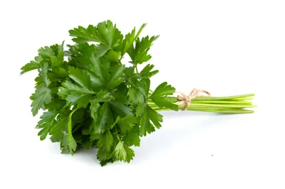 Produktbild von 1500 Samen Glatte Petersilie (Petroselinum sativum) Frische Kräuter direkt aus deinem Garten
