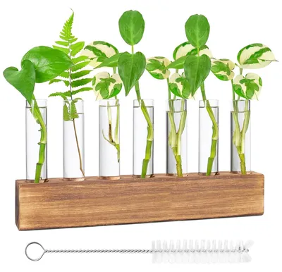 Produktbild von Große Glasvase – Reagenzglaskolbenvase – Hydrokulturanlage – Holzständer – 8 Reagenzglaskolben – Borosilikatglas