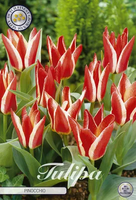 Artikelbild 2 von 'Tulpe Pinocchio (7 Stück)' aus der Kategorie Tulpenzwiebeln