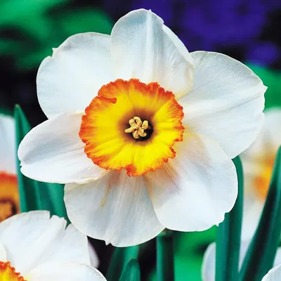 Immagine prodotto di Bulbi di giunchiglia Bulbi di fiori Narcisi a  grande Record di fiori 5 pz.