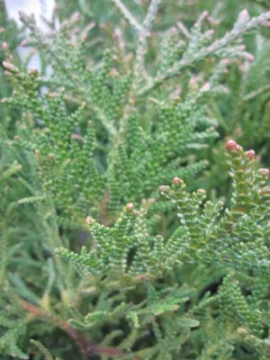 Produktbild von Thujopsis dolobrata Mini - Zwerg Hiba-Lebensbaum - 25-30cm