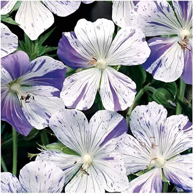 Produktbild von Stauden Gänge 3 x Geranium pratense 'Splish Splash' - Bunter Storchschnabel - Einzigartige Blüten mit verspieltem Farbverlauf