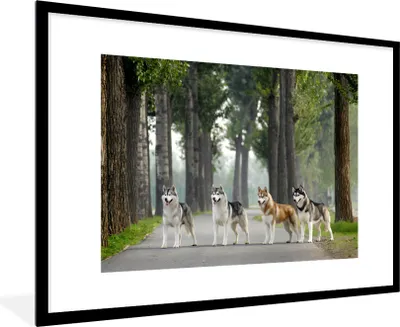Produktbild von MuchoWow® Gerahmtes Poster Vier Huskys zwischen den Bäumen 90x60 cm - Poster mit Schwarzem Bilderrahmen Wandposter Rahmen Foto Bilder - Wanddekoration - Fotos