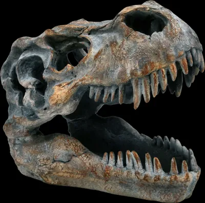 Produktbild von Totenkopf - Tyrannosaurus Rex - klein - Dinosaurier Totenschädel