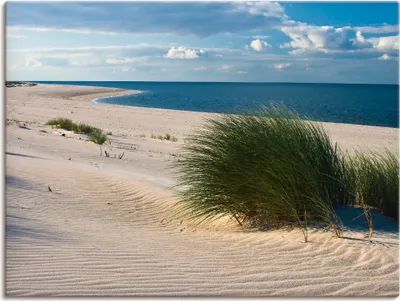Produktbild von ARTland Leinwandbild Gras am Strand Größe: 60x45 cm