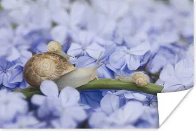 Produktbild von MuchoWow® Poster Schnecke - Blumen - Tiere 30x20 cm - Plakate - Print
