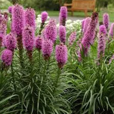 Produktbild von 6 x Prachtscharte - Liatris spicata  | Topf 9cm x 9cm