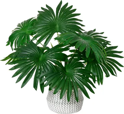 Produktbild von Künstliche Palme 50cm im Topf Grün