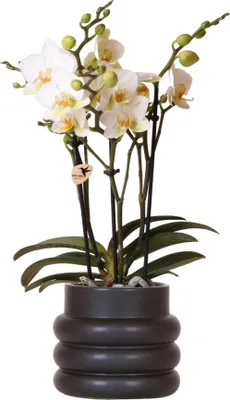 Obrázok produktu pre Biela orchidea Phalaenopsis 'Lausanne' – izbová rastlina s 2–3 kvetnými stonkami, priemer 9 cm