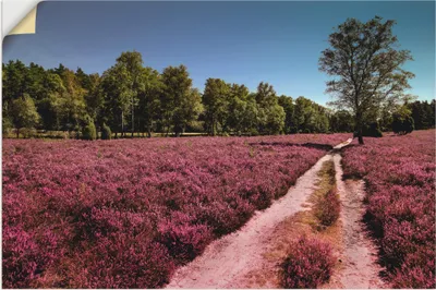 Produktbild von ARTland Wandbild, selbstklebend Lüneburger Heide Romantik Größe: 90x60 cm