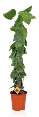 Obrázok produktu pre Gardners Monstera dubia Juveniel, priemer 24 cm