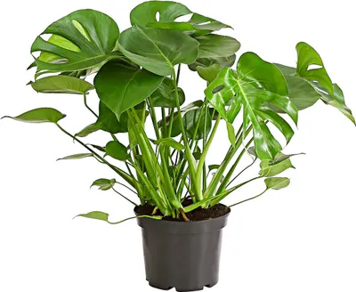 Produktbild von Dehner Fensterblatt-Monstera, geschlitztes Blattwerk, ca. 30-40 cm, Ø Topf 17 cm, Zimmerpflanze