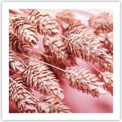 Produktbild von Poster - Poster ohne Rahmen - Klinge Gras getrocknet - 60x60 cm - Wand Bild - Wanddeko - Wandbilder - Kunstposter - Wandposter - Bilder - Kunstdruck - Wanddekoration - Wandbild - P2XAC60x60-5120