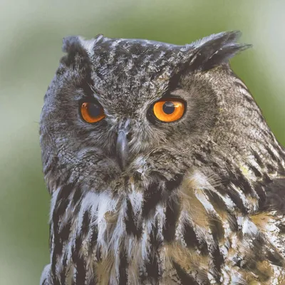 Produktbild von 20 Servietten Woodland owl - Eule aus der Natur 33x33cm