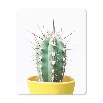 Produktbild von MuchoWow® Mauspad Mousepad Kaktus - Pflanzen - Natur - Grün 30x40 cm - Mousepads - Maus Mat - Pad - Mausunterlage - Mausmatten