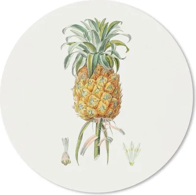 Produktbild von MuchoWow® Mauspad Mousepad Ananas - Frucht - Pflanze 30x30 cm - Mousepads - Maus Mat - Pad - Mausunterlage - Tischunterlage - Schreibtischmatten