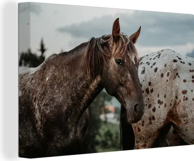 Produktbild von OneMillionCanvasses® - Leinwandbilder - 140x90 cm, Pferde - Gras - Tiere, Wandbilder Kunstdruck Wanddekoration