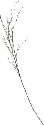 Produktbild von Feingliedriger Weihnachtzweig mit Glitzer goldfarben-braun 125 cm -