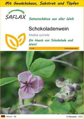 Produktbild von SAFLAX Anzucht Set - Schokoladenwein - Akebia quinata - 10 Samen - Mit Mini-Gewächshaus, Anzuchtsubstrat und 2 Töpfen