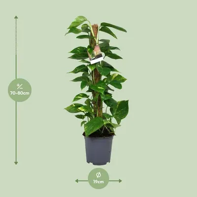 Immagine prodotto di Edera rampicante (Epipremnum Scindapsus) Ø19 cm ↕80 cm - Pianta rampicante purificatrice dell'aria