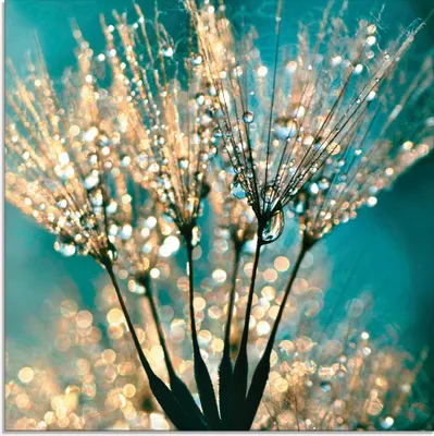 Produktbild von ARTland Glasbild Pusteblume Schirmchen abstrakt Größe: 30x30 cm