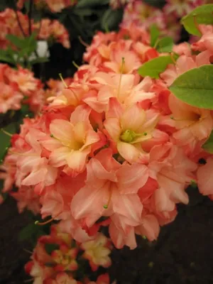 Produktbild von Rhododendron mixtum 'Rosenköpfchen' - sommergrüne Azalee 'Rosenköpfchen' 30-40
