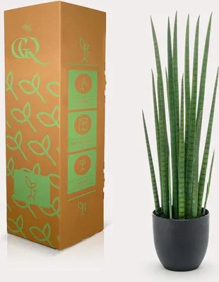 Produktbild von Famanu Kunstpflanze Sanseveria Cylindrica - 70 cm