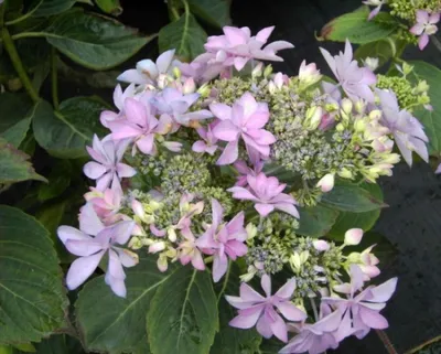 Produktbild von Bauernhortensie You and Me - Hydrangea macrophylla - Gefüllte Tellerhortensien - Ballhortensien