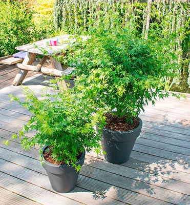 Produktbild von Fächerahorn ´GOING GREEN®´ 40-50 cm, Cont. 3 l
