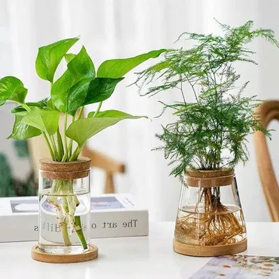 Produktbild von Pflanzen-Display-Set für 2 Bäume - Transparente Steckkästen - Büro-Blumenpfanne - Glasbehälter mit Holzabdeckung und Bambus-Unterstand - für Heimtierpflege - Blumen-Pflanzbehälter
