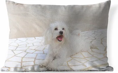 Produktbild von MuchoWow® Outdoor Kissen - Ein Malteser Hund liegt auf einem Weg - 60x40 cm - Wetterfest - Lounge Kissen - Zierkissen - Kissen für Innenräume