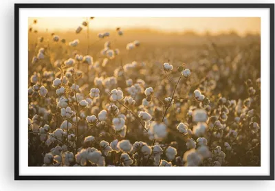 Produktbild von Gerahmtes Poster - Schwarzer Rahmen - Baumwolle Feld Acker - 91,5x61 cm - Wand Bild - Wanddeko - Wandbilder - Kunstposter - Wandposter - Bilderrahmen - Bilder - Kunstdruck - Wandbild - P2BAA91x61-4299