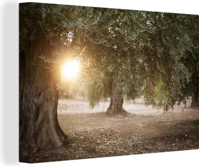 Produktbild von OneMillionCanvasses® - Leinwandbilder - 140x90 cm, Olivenbäume in Andalusien, Wandbilder Kunstdruck Wanddekoration