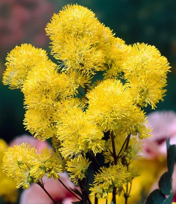Produktbild von BALDUR Garten 2x Thalictrum flavum Wiesenraute, Knollen in Größe I, flauschige gelbe Blüten, bienenfreundlich & duftend, sonniger bis halbschattiger Standort, winterhart & pflegeleicht