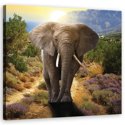 Produktbild von Leinwandbild Elefant bei Sonnenuntergang 30x30 Feeby Beige bild für die wand bereit zum aufhängen