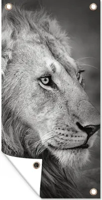 Produktbild von MuchoWow® 80x160 cm Outdoor-Poster Gartendeko Sichtschutz Garten Poster für den Garten  Löwe - Tiere - Porträt