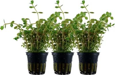 Produktbild von Aquarium Pflanze 3 Stück Rotala rotundifolia AquaOne Nr.033 Wasserpflanze