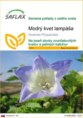 Obrázok produktu pre SAFLAX - Modrý kvet lampáša - Nicandra Physaloides - 100 Semená
