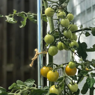 Produktbild von 3er Set Rankhilfe für 'Patioflora 80/100/120/200'