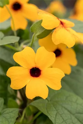 Produktbild von Schwarzäugige Susanne 'Classic Orange' - Thunbergia alata, orange, im Topf 12 cm - 12 cm