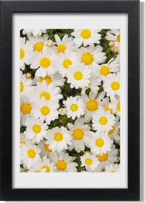 Produktbild von Bild 20x30 MDF-Rahmen, Wandkunst Gänseblümchen-Blumen