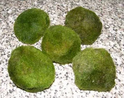 Produktbild von 5 Mooskugeln 4-6cm Cladophora Aegagrophila
