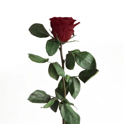 Immagine prodotto di Rosemarie Schulz, rosa eterna conservata, colore rosso scuro, altezza 45-50 cm