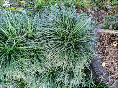 Produktbild von Stauden Gänge 10 x Ophiopogon japonicus 'Sparkler' - Japanischer Schlangenbart - Der funkelnde Schlangenbart - Japangarten - Bodendecker