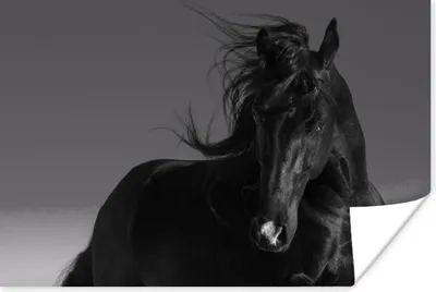 Produktbild von MuchoWow® Poster Pferd - Tiere - Mähne - Schwarz 120x80 cm - Bilder