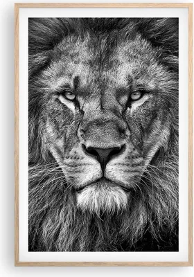 Produktbild von Gerahmtes Poster - Rahmen in heller Eiche - Porträt Löwe Schwarzweiß - 61x91,5 cm - Wand Bild - Wanddeko - Wandbilder - Kunstposter - Wandposter - Bilderrahmen - Bilder - Kunstdruck - P2NPA61x91-4494