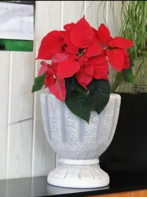 Produktbild von Design Blumentopf Top Planz Kübel Gefäß Töpfe Figur Gesicht Skulptur  S104044