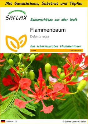 Produktbild von SAFLAX Anzucht Set - Flammenbaum - Delonix regia - 6 Samen - Mit Mini-Gewächshaus, Anzuchtsubstrat und 2 Töpfen