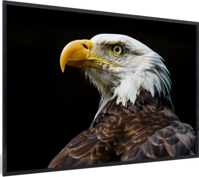 Produktbild von MuchoWow® MuchoWow® Gerahmtes Poster Adler - Vogel - Augen - Schnabel 30x20 cm - Poster mit zchwarzem Bilderrahmen - Kunstdruck - Bild-Poster